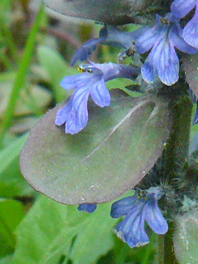 Creeping bugleweed (Ajuga reptans) : Leaf and flowers