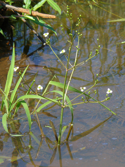 Alisma commun (Alisma triviale) Plante en fleur