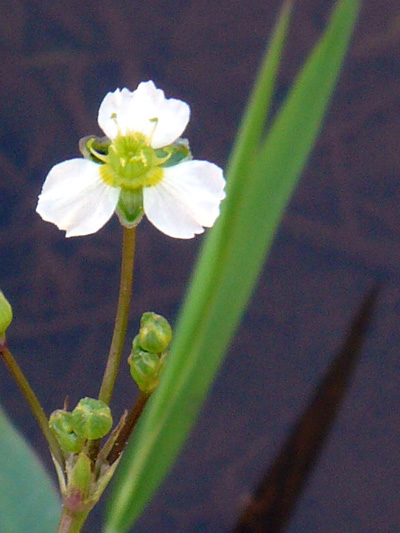 Common Water-Plantain (Alisma triviale) : Inflorescence
