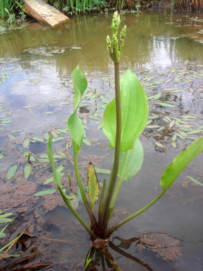 Common Water-Plantain (Alisma triviale) : Plant before flowering