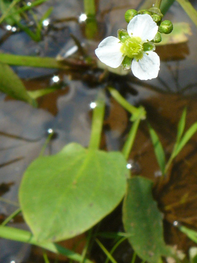 Common Water-Plantain (Alisma triviale) : Flower and leaf