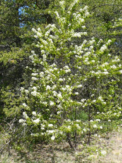 Downy serviceberry (Amelanchier arborea) : Flowering tree