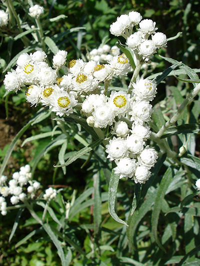 Pearly everlasting (Anaphalis margaritacea) : Blooming plant