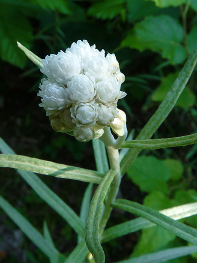 Pearly everlasting (Anaphalis margaritacea) : Young inflorescence