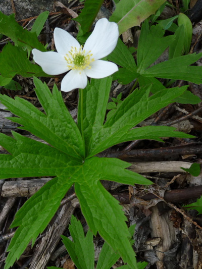 Canada anemone (Anemone canadensis) : Flowering plant