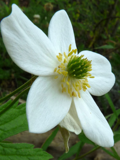 Canada anemone (Anemone canadensis) : Flower