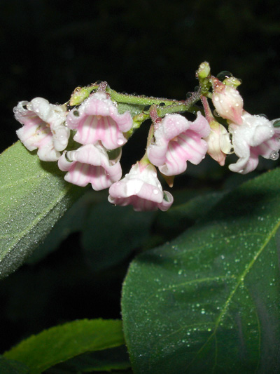 Spreading dogbane (Apocynum androsaemifolium) : Inflorescence