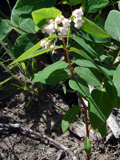 Spreading dogbane (Apocynum androsaemifolium) : Flowering plant