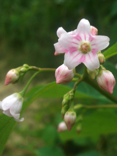 Spreading dogbane (Apocynum androsaemifolium) : Flower