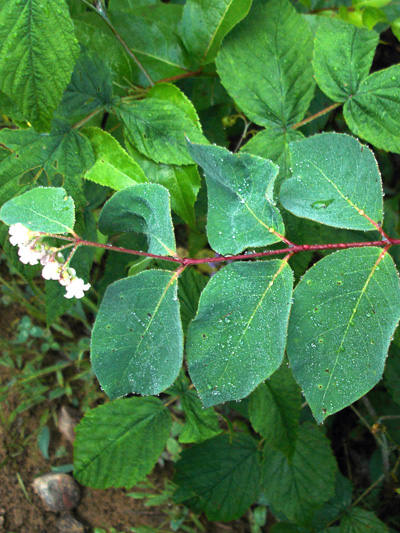 Spreading dogbane (Apocynum androsaemifolium) : Leaves