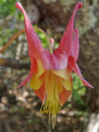Red columbine (Aquilegia canadensis) : Flower