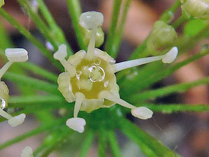Wild sarsaparilla (Aralia nudicaulis) : Fleur