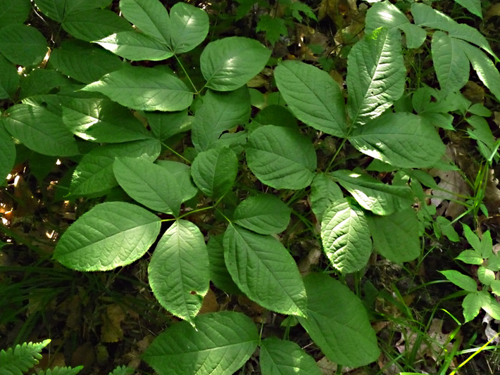 Wild sarsaparilla (Aralia nudicaulis) : Leaves (Plants top view)