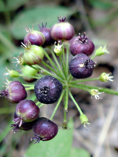 Wild sarsaparilla (Aralia nudicaulis) : Unrippe fruits