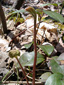Wild sarsaparilla : 3- Very young plant