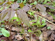 Wild sarsaparilla : 4- Young plant