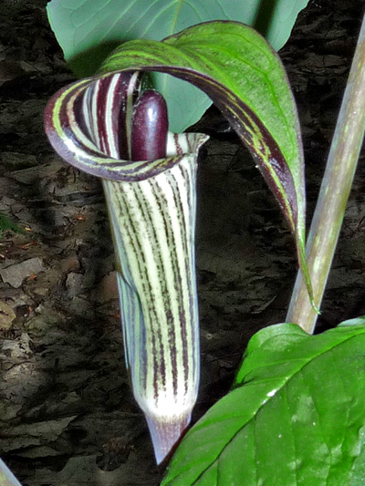 Jack-in-the-pulpit (Arisaema triphyllum) : Inflorescence