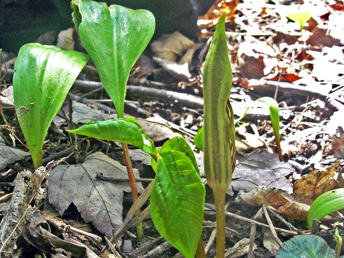 Jack-in-the-pulpit (Arisaema triphyllum) : Young plant