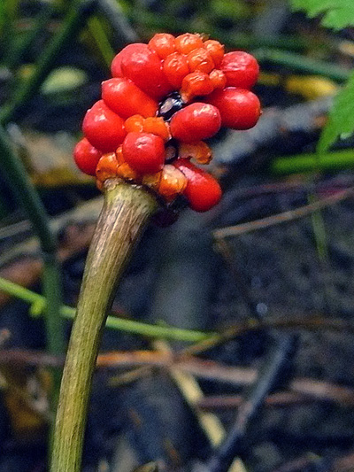 Jack-in-the-pulpit (Arisaema triphyllum) : Fruits
