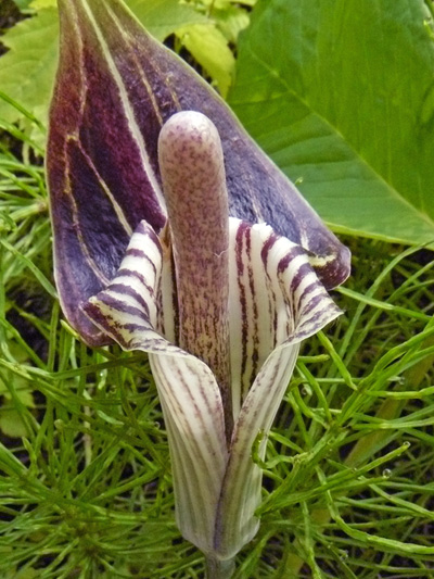Jack-in-the-pulpit (Arisaema triphyllum) : Flower (Spathe raised)