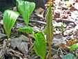 Jack-in-the-pulpit : 3- Young plant
