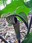 Jack-in-the-pulpit : 4- Flower