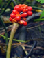 Jack-in-the-pulpit : 6- Fruits