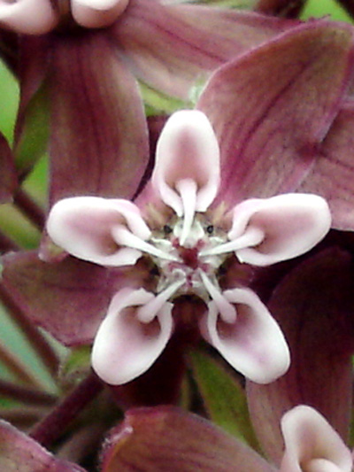Common Milkweed (Asclepias syriaca) : Flower