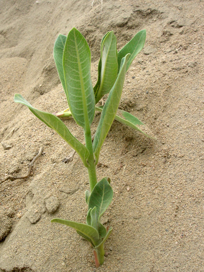 Common Milkweed (Asclepias syriaca) : Young plants