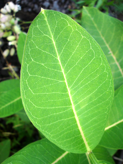 Common Milkweed (Asclepias syriaca) : Leaf