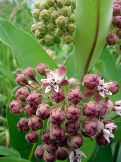 Common Milkweed (Asclepias syriaca) : Flowers and buds