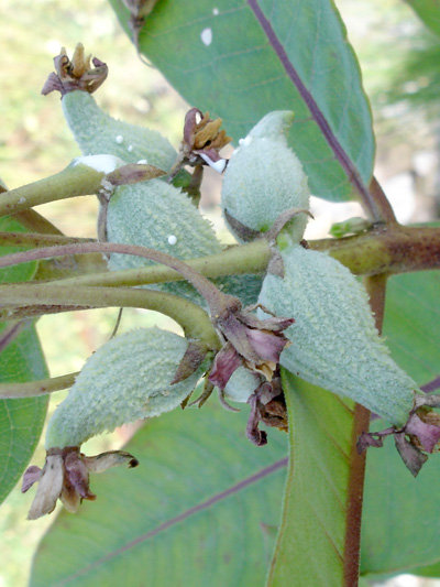 Common Milkweed (Asclepias syriaca) : Very young fruits (Follicles)