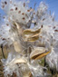 Common Milkweed : 11- Seeds and papus