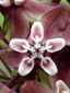 Common Milkweed : 3- Flower