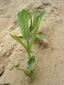 Common Milkweed : 4- Young plants