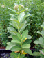 Common Milkweed : 6- Plant with buds