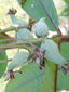 Common Milkweed : 8- Very young fruits (Follicles)