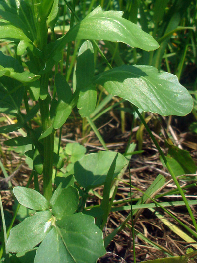 Bitter wintercress (Barbarea vulgaris) : Leaves