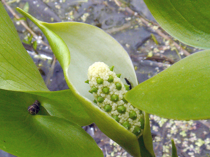 Wild calla (Calla palustris) : Young Inflorescence