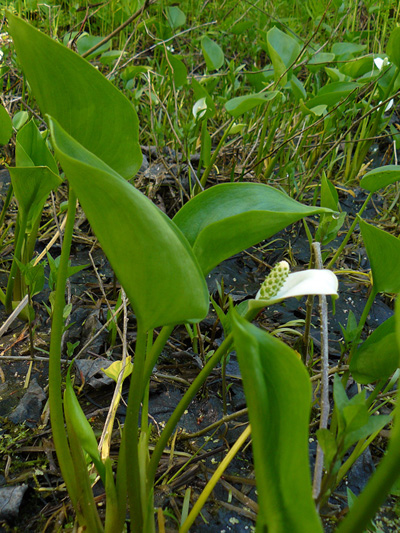 Wild calla (Calla palustris) : Colony
