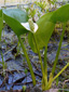 Wild calla : 3- Flowering plant