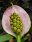 Wild calla : 5- Young fruits