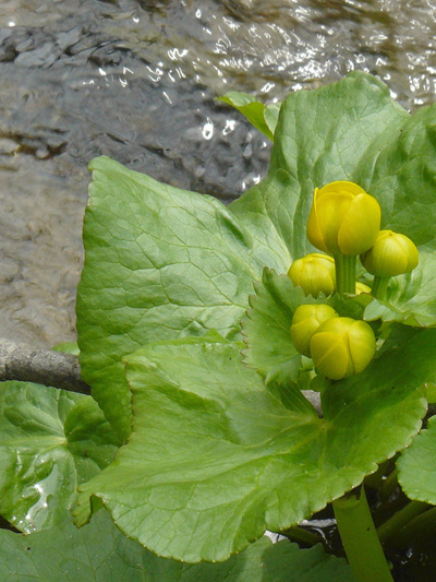 Yellow marsh marigold (Caltha palustris) : Buds and leaves