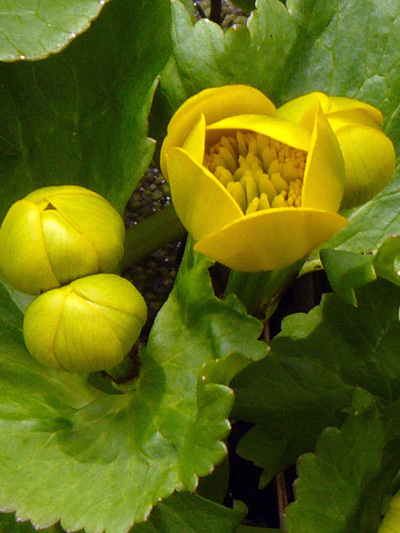 Yellow marsh marigold (Caltha palustris) : Buds and opening flower