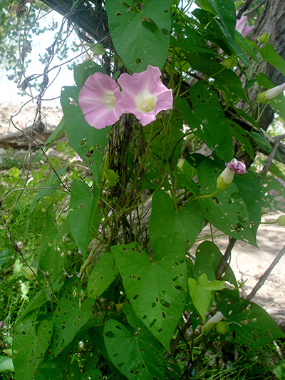 Hedge false bindweed (Calystegia sepium) : Flowering plant