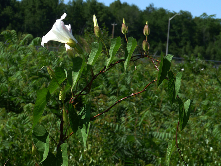 Hedge false bindweed (Calystegia sepium) : Flower and buds