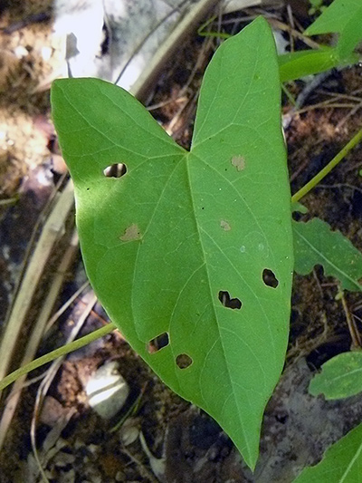 Hedge false bindweed (Calystegia sepium) : Leaf