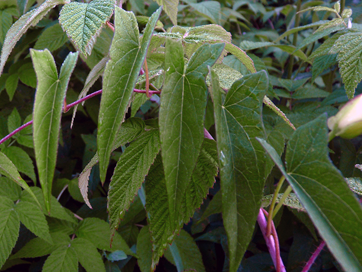 Hedge false bindweed (Calystegia sepium) : Leaves