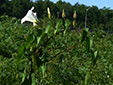 Hedge false bindweed : 2- Flower and buds