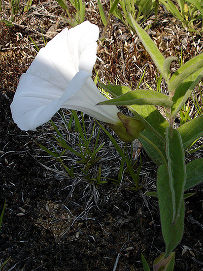 Low false bindweed (Calystegia spithamaea) : Flowering plant
